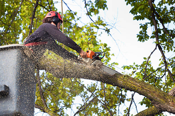 Best Tree Cabling and Bracing  in Mineral Point, WI